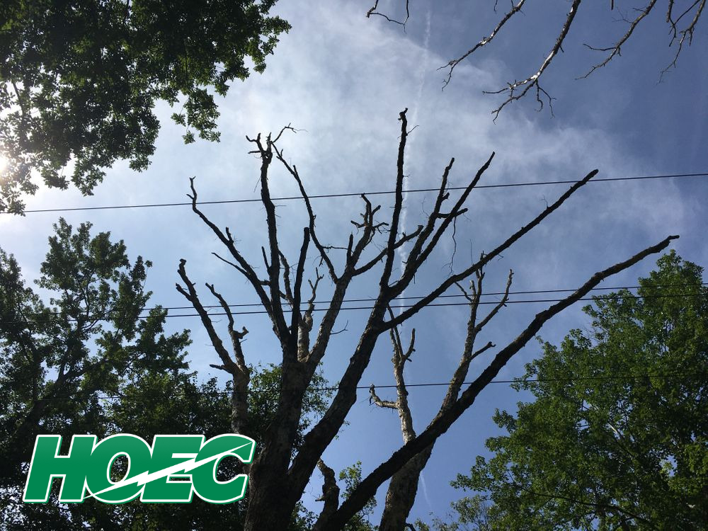 dead tree in power line